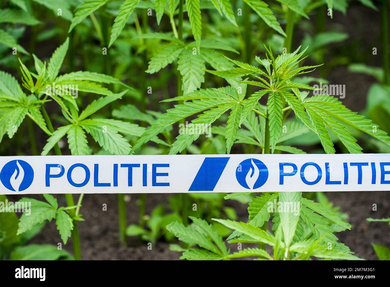 belgische politie/Polizeiband vor Cannabis-/Hanfpflanzen (Cannabis sativa), die in einer illegalen Plantage in Belgien wachsen. Digital Composite Stockfoto