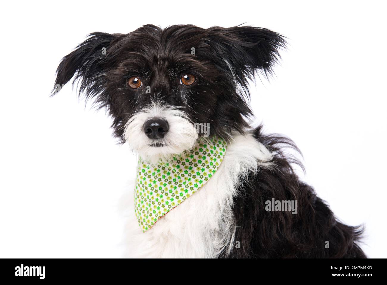 Chinesischer Puderpuderpuff-Hund mit Halstuch isoliert auf weiß und schaut in die Kamera Stockfoto