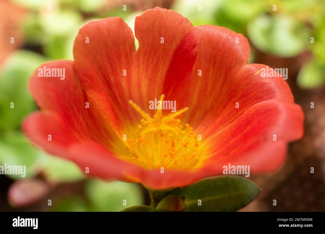 Rote Blume in der Natur Nahaufnahme Stockfoto