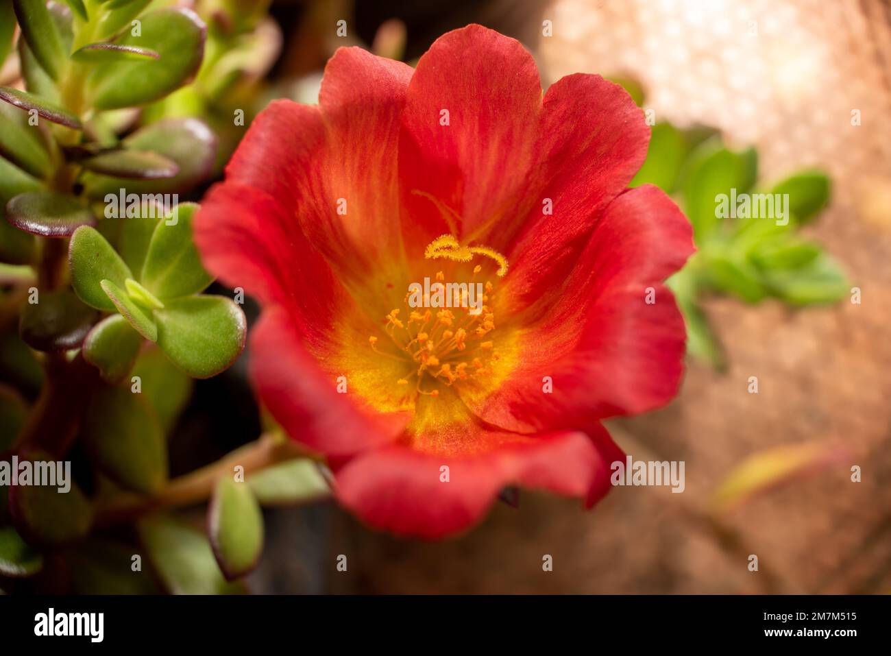 Rote Blume in der Natur Stockfoto
