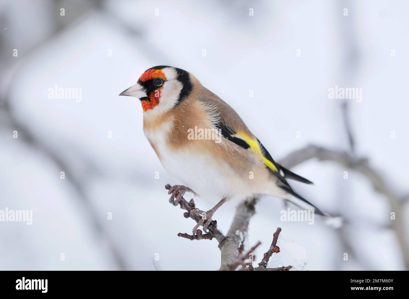 Goldfink (Carduelis carduelis) hoch oben auf Zweigen in Gartenhecke bei Schneewetter, Berwickshire, Schottische Grenzen, Schottland, Dezember 2012 Stockfoto