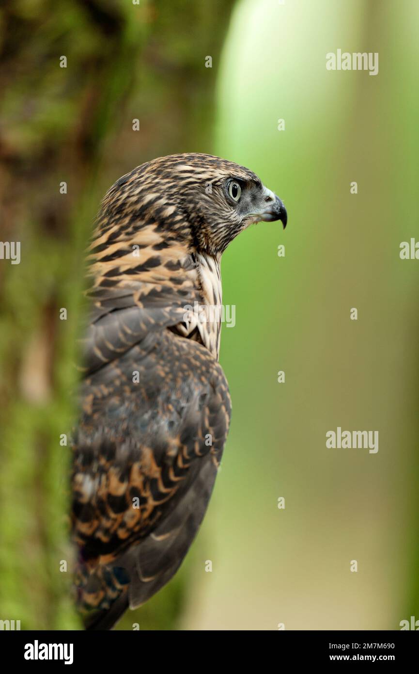 Goshawk (Accipiter gentilis) Gefangener Falkner Jungfische, hoch oben auf der Lärche, Fife, Schottland, Juli 2010 Stockfoto