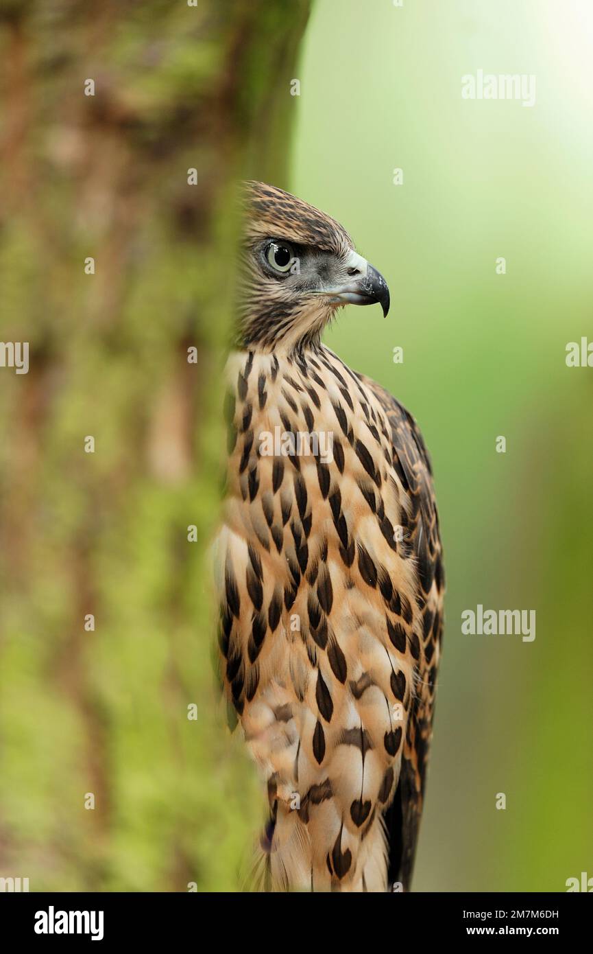 Goshawk (Accipiter gentilis) Gefangener Falkner Jungfische, hoch oben auf der Lärche, Fife, Schottland, Juli 2010 Stockfoto