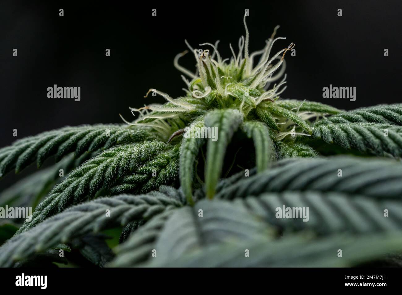 Hanf knospe Fotos und Bildmaterial in hoher Auflösung Alamy