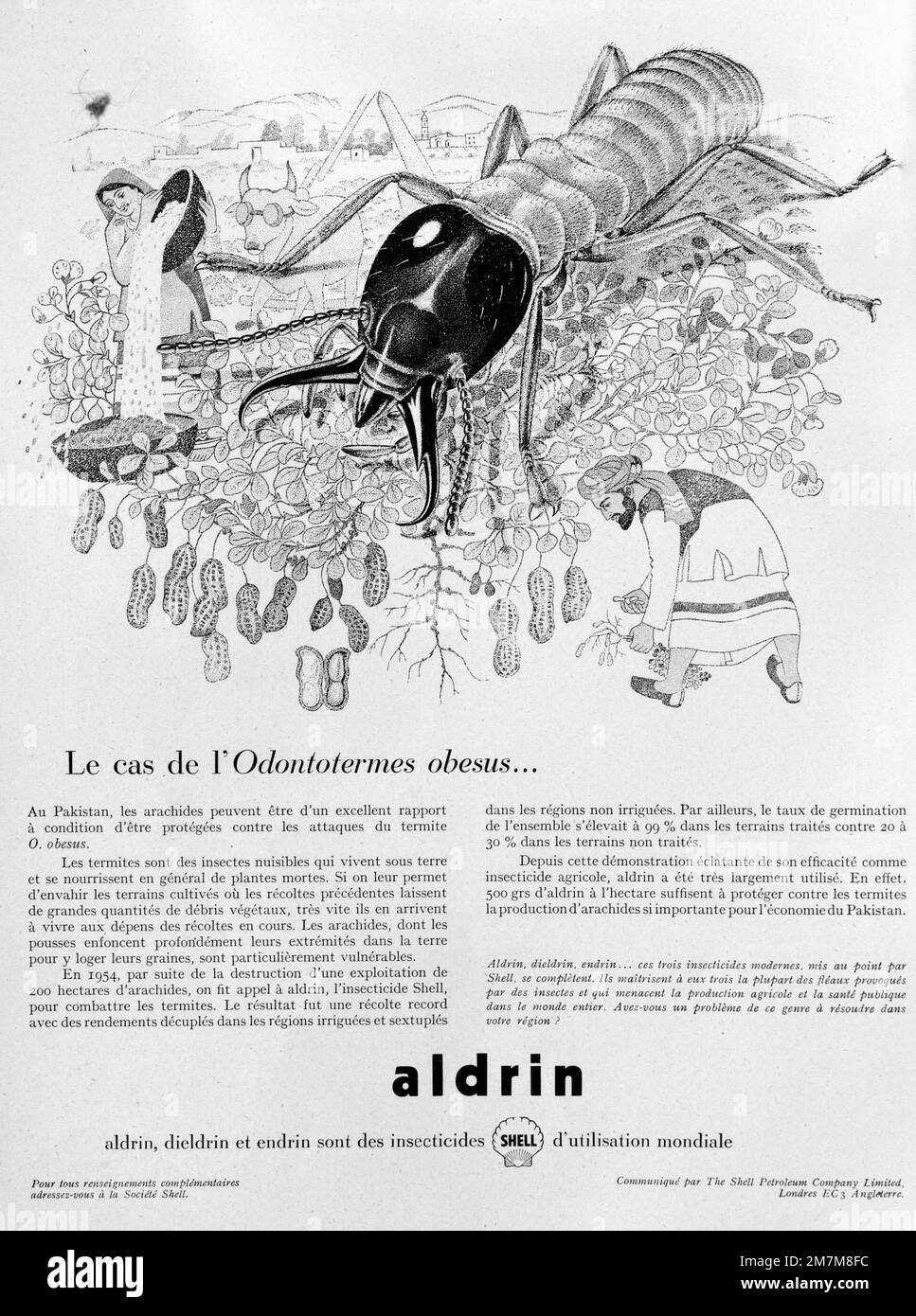 Darstellung von Odontotermes obesus Termite, einem Schädling von Erdnussfrüchten. Vintage- oder Old-Shell-Werbung, Werbung, Werbung für das Pestizid oder Insektizid Aldrin und Image of Ethnic Farmers or Farm Labourers Harvesting Peanuts. 1956-Anzeige Stockfoto