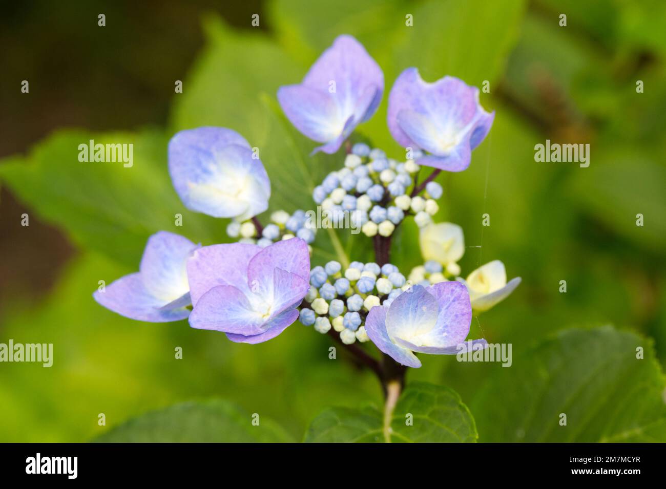 Sommerblüten von Lacecap hydrangea, Hydrangea macrophylla „Zorro“ im britischen Garten August Stockfoto