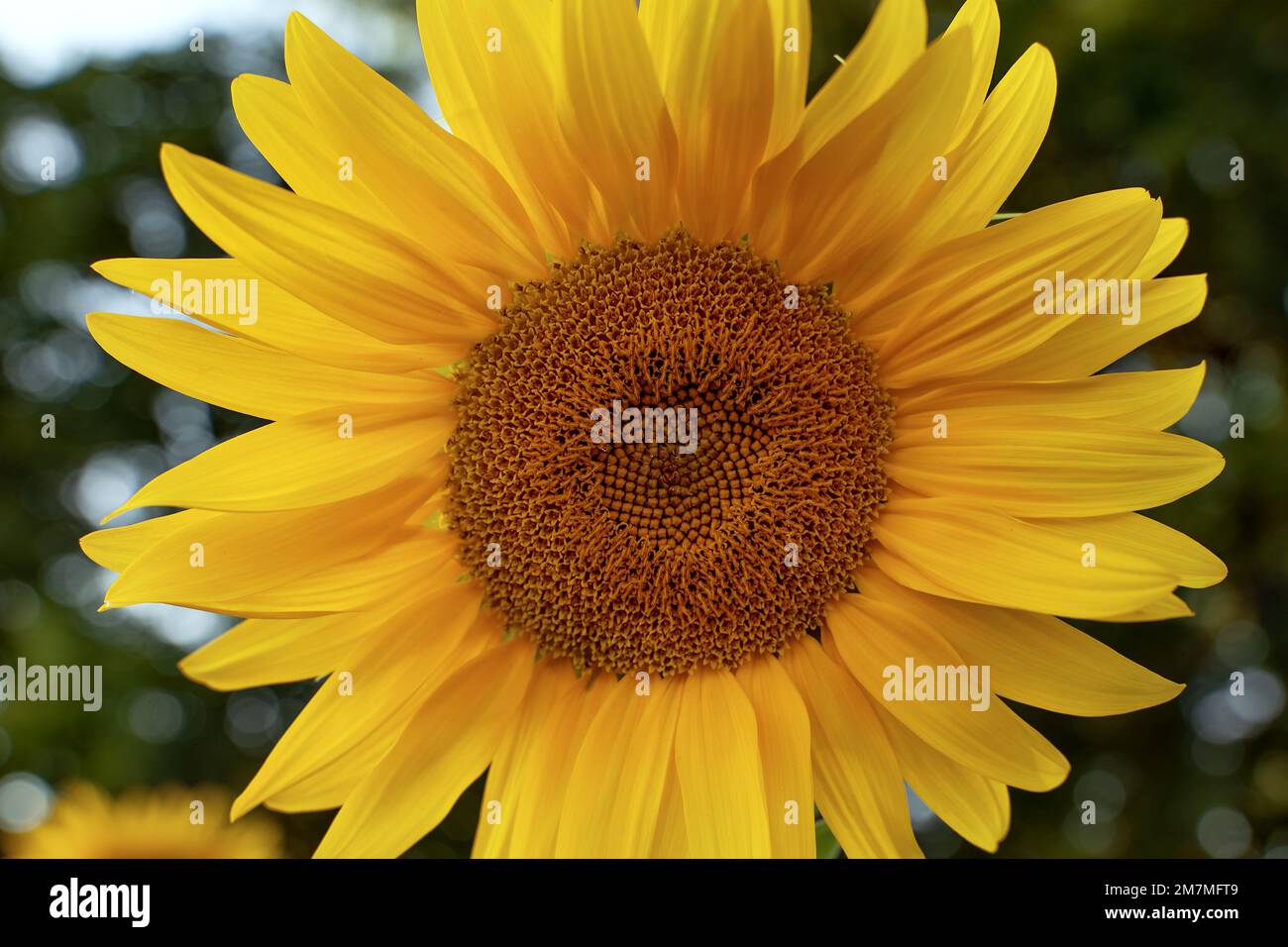 Saftige gelbe Sonnenblumen aus nächster Nähe. Bauernhof mit Sonnenblumen. Gentechnikfreie Sonnenblumen. Stockfoto