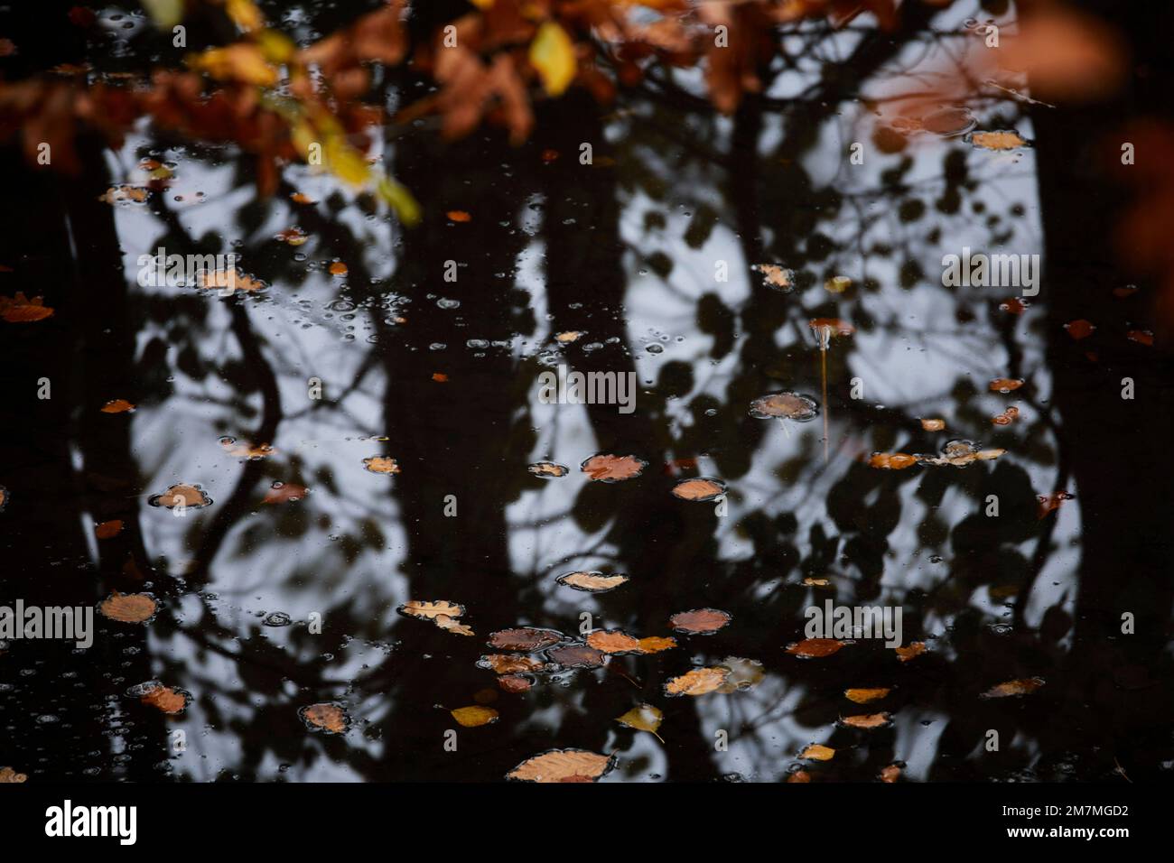 Abstrakte Darstellung der Herbstblätter im Wasser eines Waldes Stockfoto