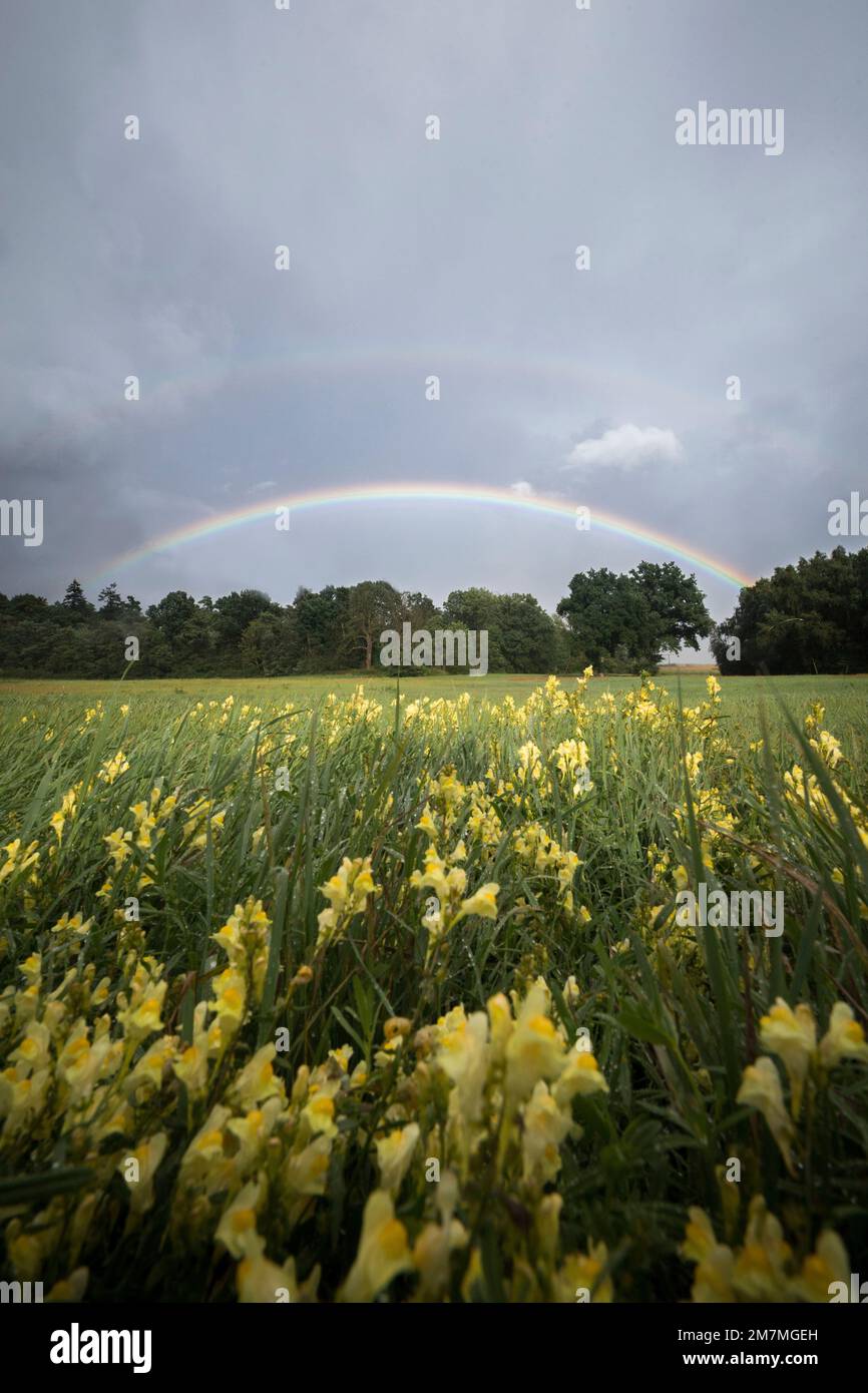 Regenbogen bei Sommerblüte auf dem Feld Stockfoto