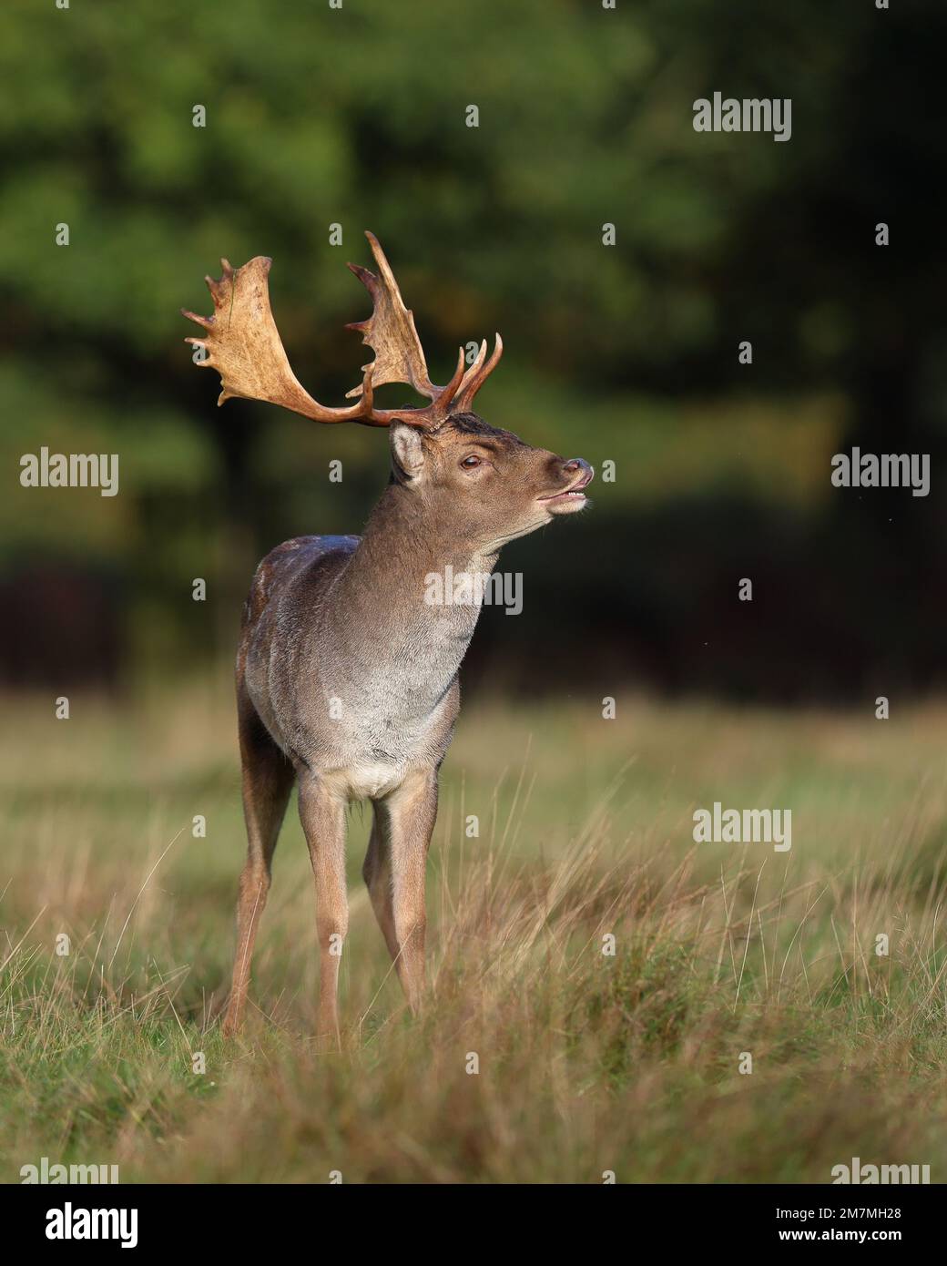 Der europäische Damwild, auch bekannt als gewöhnlicher Damwild oder einfach Damwild, ist eine Art von Wiederkäuern, die zur Familie der Cervidae gehört Stockfoto