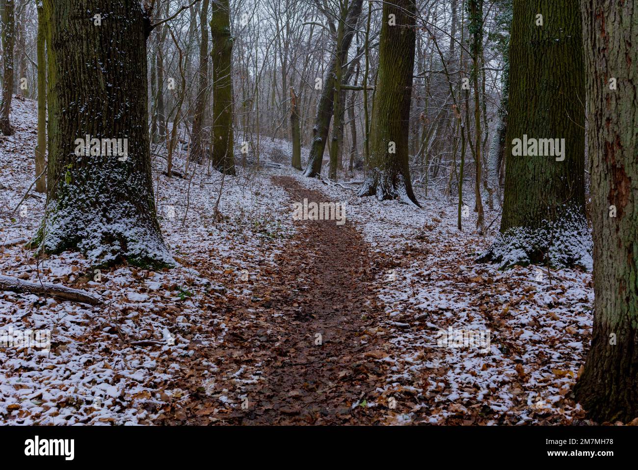 Der Beginn des Winters, kleiner schmaler Waldweg zum Wandern, ein wenig Schnee liegt auf dem Waldboden Stockfoto