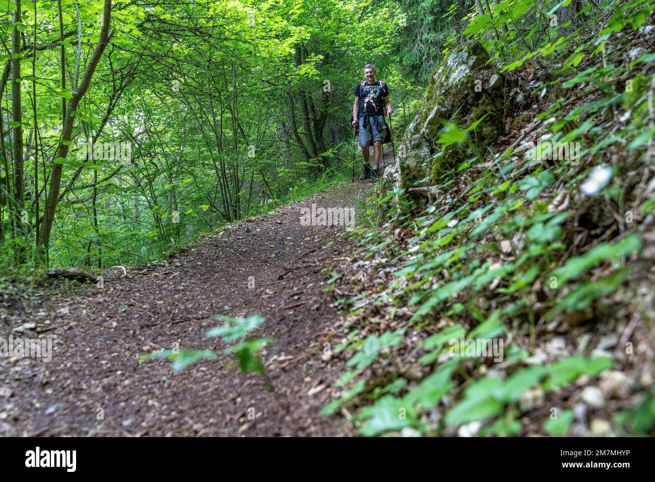 Europa, Deutschland, Süddeutschland, Baden-Württemberg, Schwäbische Alb, Münsingen, Wanderer auf einem Waldweg bei Gundelfingen Stockfoto