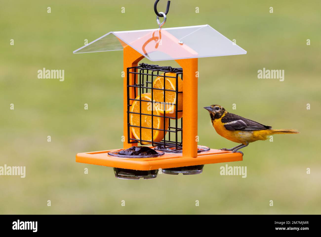 01611-11014 Baltimore Oriole (Icterus galbula) weiblich bei Traubengelee Feeder Marion Co IL Stockfoto