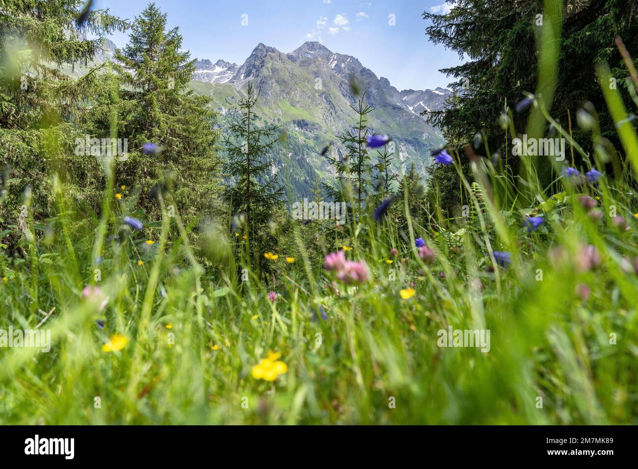 Europa, Österreich, Tirol, Alpen, Östliche Alpen, Ötztal-Alpen, Pitztal, Blick über eine blühende Bergwiese auf den Violinkamm Stockfoto