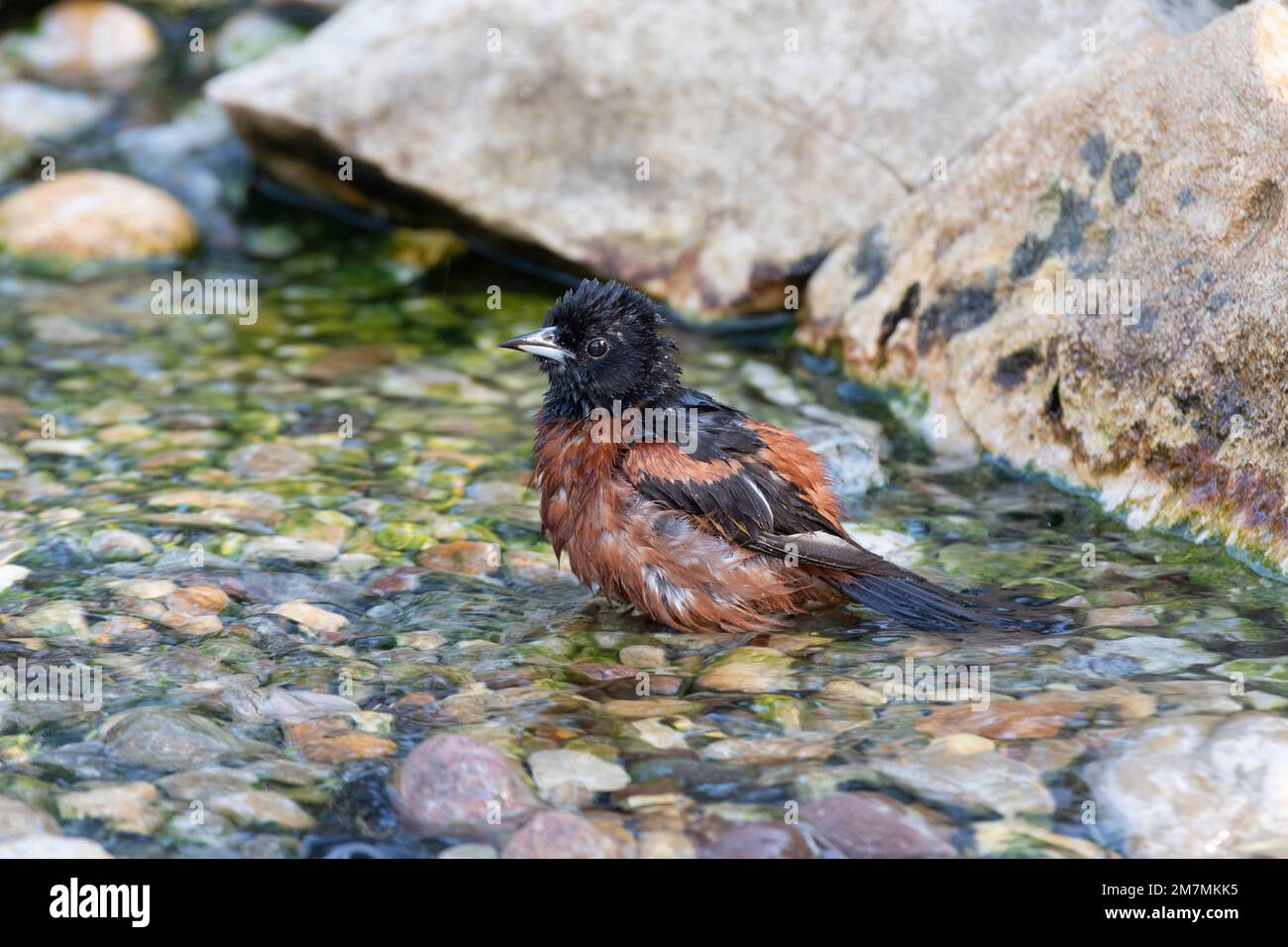01618-01904 Orchard Oriole (Icterus spurius) Male bathing Marion Co IL Stockfoto