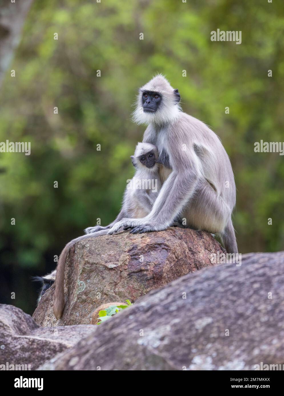 Mutter und Baby von Langur - fotografiert in Masinagudi (Tamil Nadu, Indien) Stockfoto