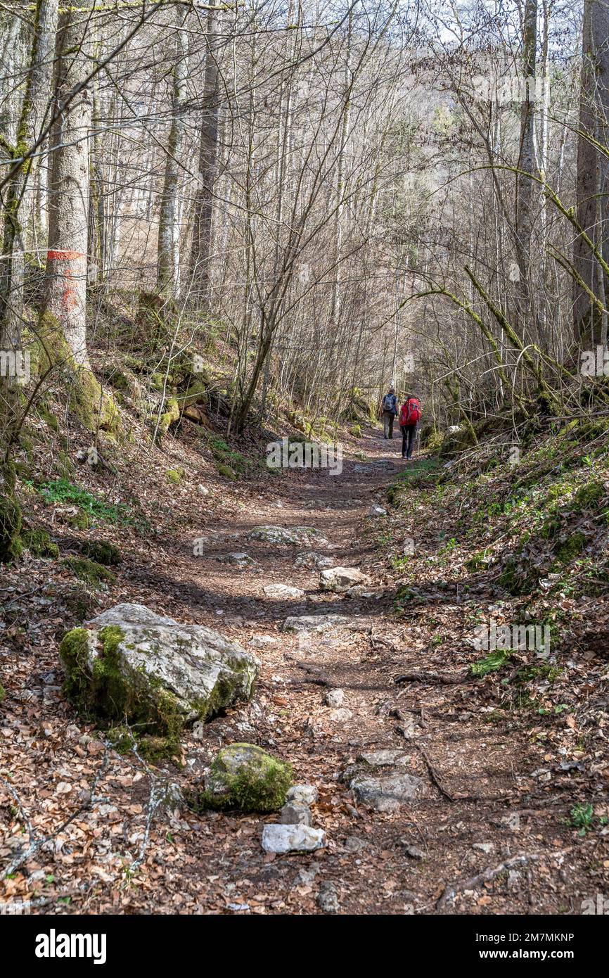 Europa, Deutschland, Süddeutschland, Baden-Württemberg, Donautal, Sigmaringen, Beuron, Wanderer auf einem Waldweg im Donautal Stockfoto