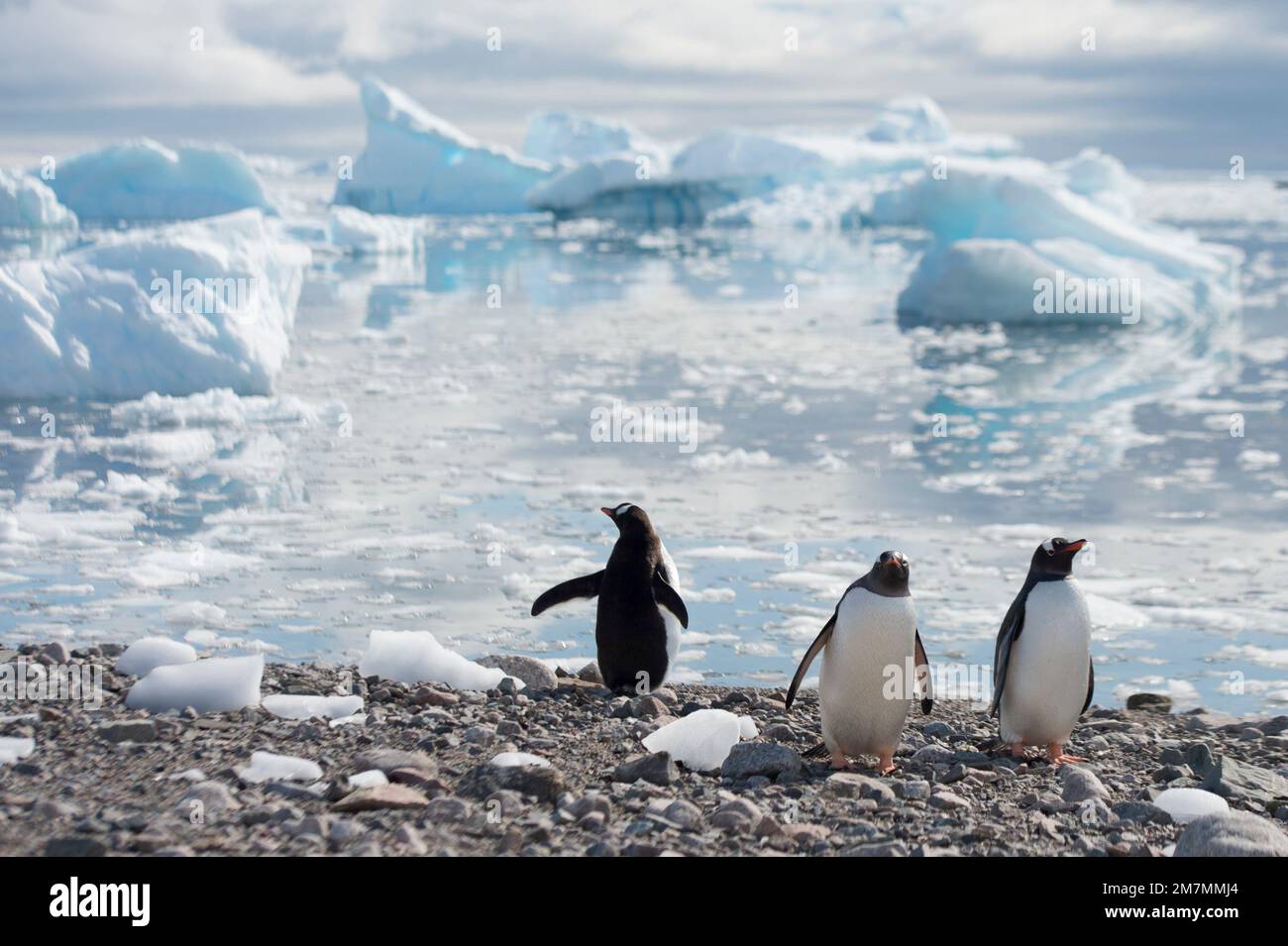 Gentoo Penguins Pygoscelis papua im Hafen von Neko, Antarktis Stockfoto