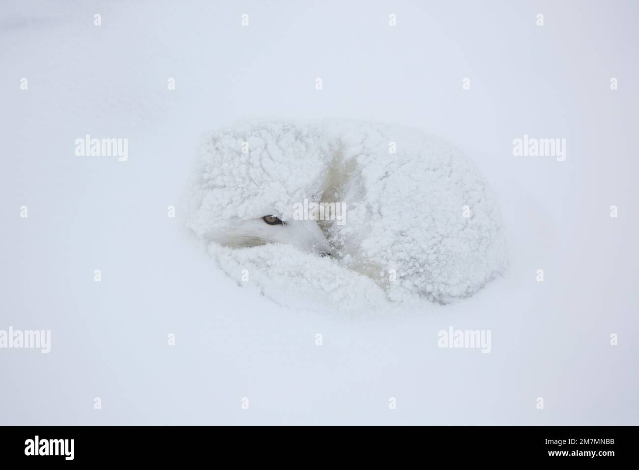01863-01703 Polarfuchs (Alopex lagopus) im Winter, Churchill Wildlife Management Area, Churchill, MB Stockfoto