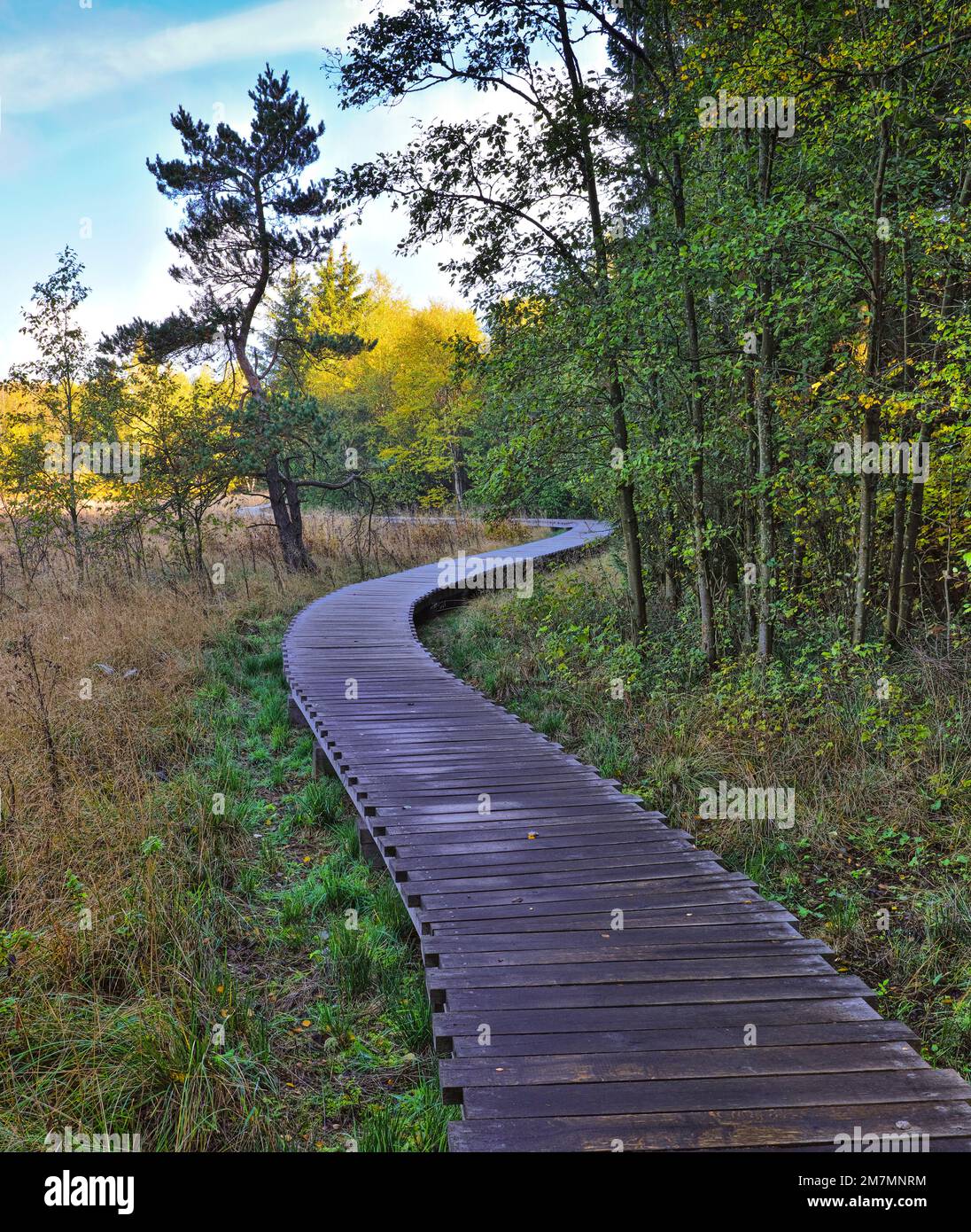 Europa, Deutschland, Bayern, UNESCO-Biosphärenreservat Rhön, Naturpark Bayerisches Rhön, Naturreservat „Schwarzes Moor“ in der Nähe von Fladungen, Holzplankenpfad Stockfoto