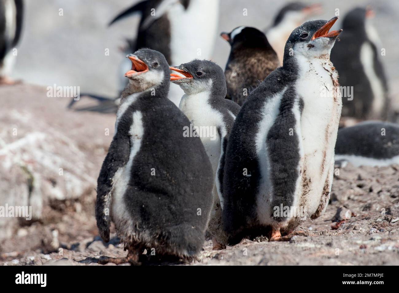 Gentoo-Pinguine-Küken Pygoscelis papua Neko Hafen Antarktis, hecheln, wegen extemer Hitze am heißesten Tag, der zu diesem Zeitpunkt in der antarktis aufgezeichnet wurde Stockfoto