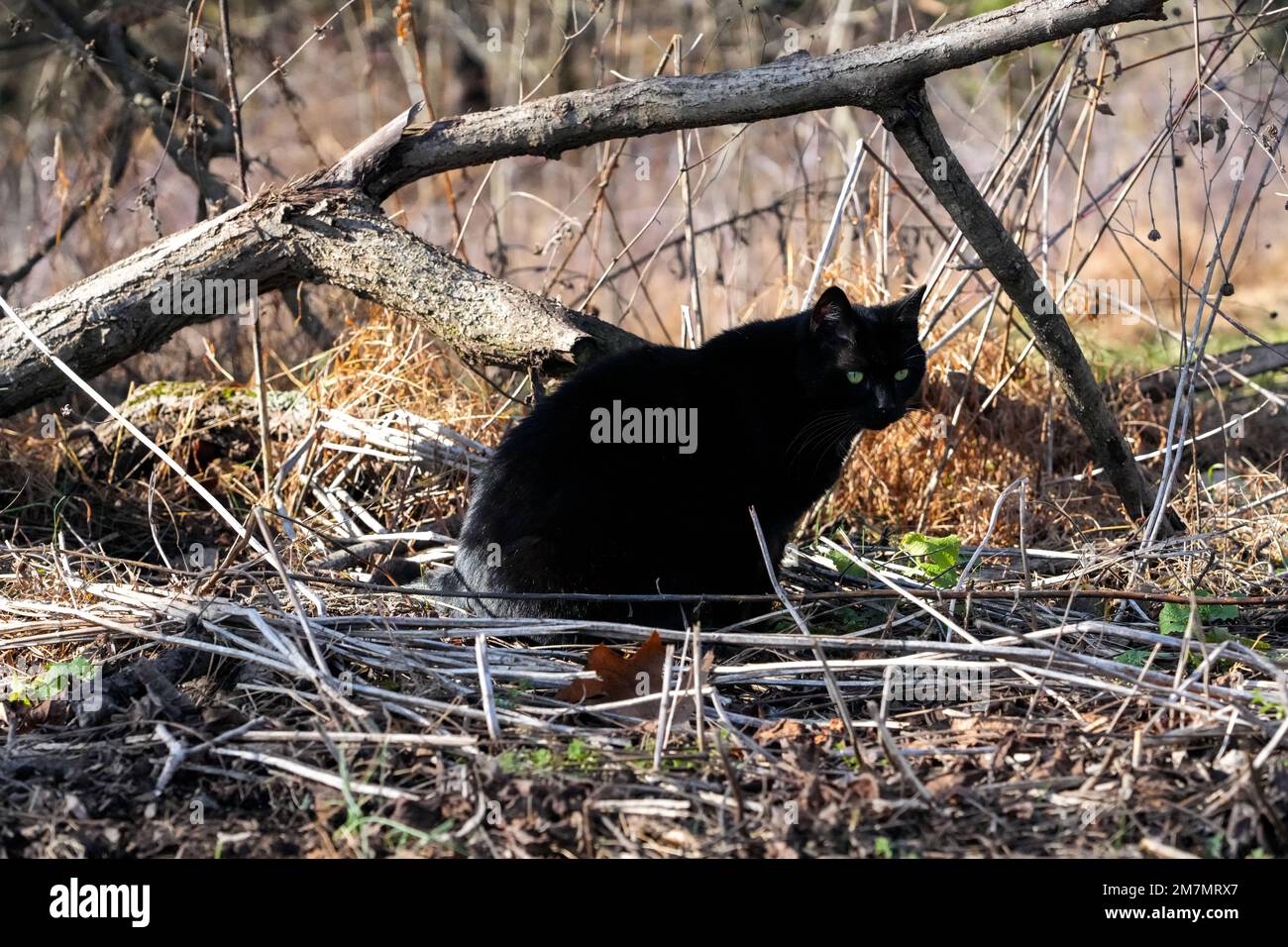 Porträt der Katze im Wald. Keine Menschen. Stockfoto