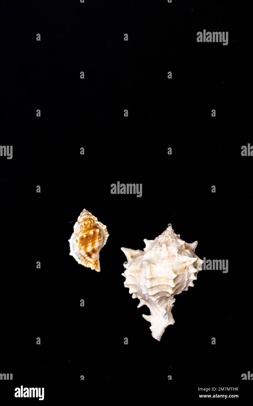 Zwei Schneckenschnecken von Meeresschnecken auf schwarzem Hintergrund Stockfoto