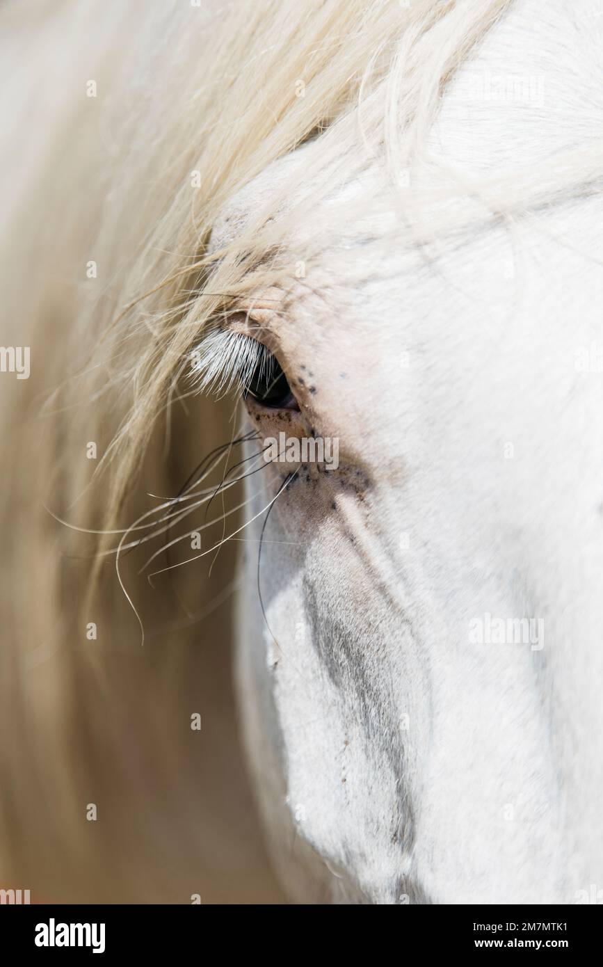 Pigmentauge eines Schimmelpilzes Stockfoto