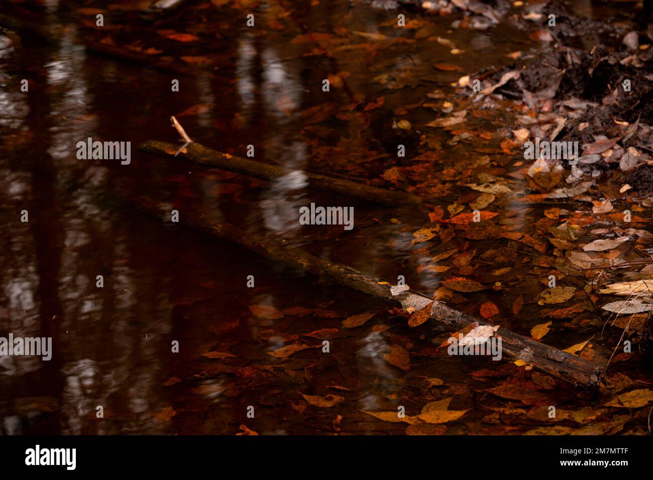 Ein Fluss im Wald, eine wunderschöne Reflexion auf der Oberfläche des klaren Wassers, eine Herbstszene Stockfoto