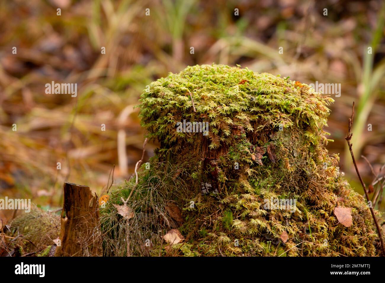 Moosbedeckter Baumstumpf, alter Wald, Herbst Stockfoto Moosbedeckter Baumstumpf, alter Wald, Herbst Stockfoto