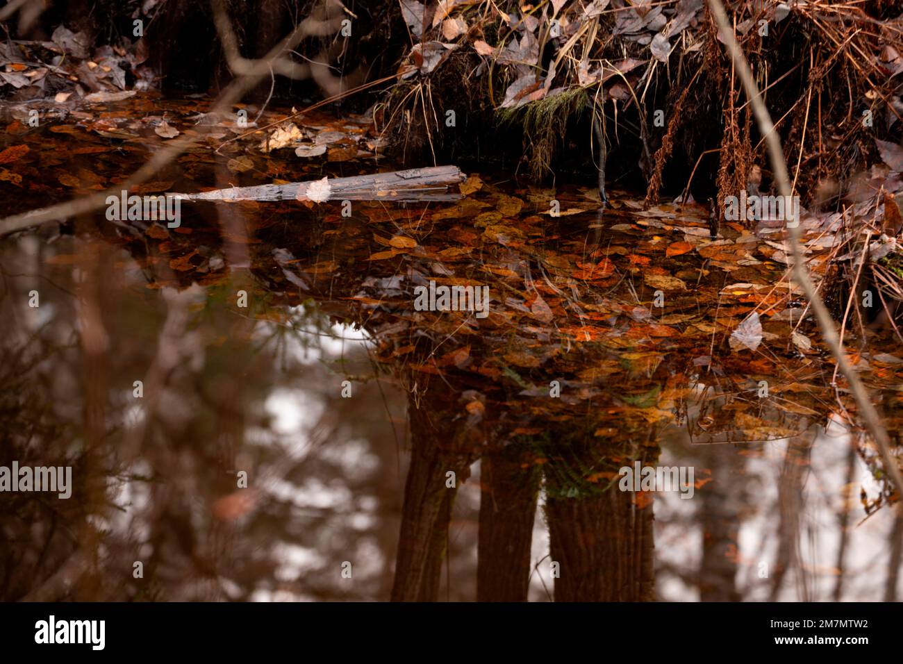 Ein Fluss im Wald, ein wunderschönes Spiegelbild von Baumstämmen und des Himmels auf der Oberfläche des clearwater, eine Herbstszene Stockfoto