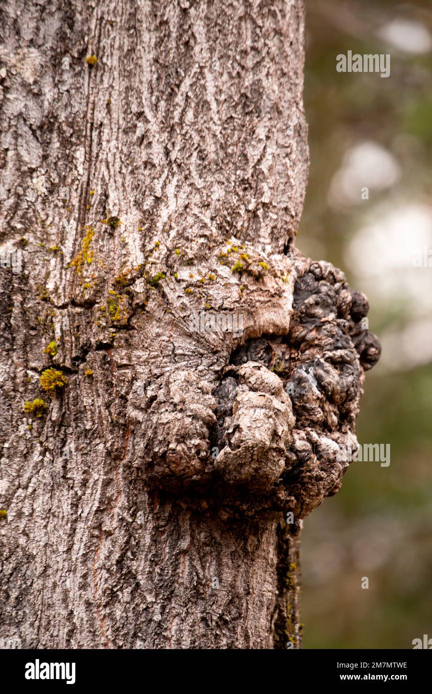 Gnarl wächst auf dem Baumstamm Stockfoto