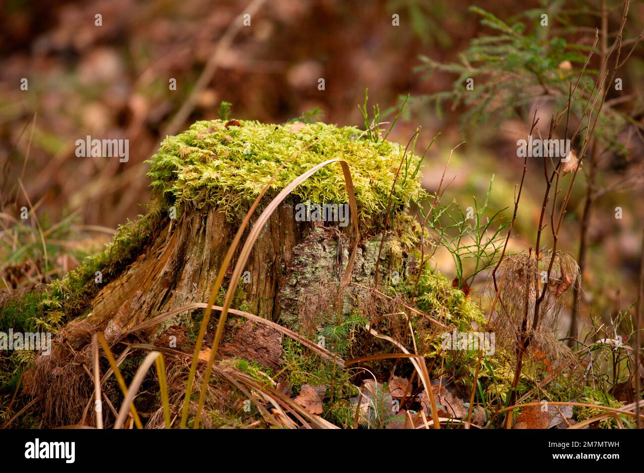 Moosbedeckter Baumstumpf, alter Wald, Herbst Stockfoto