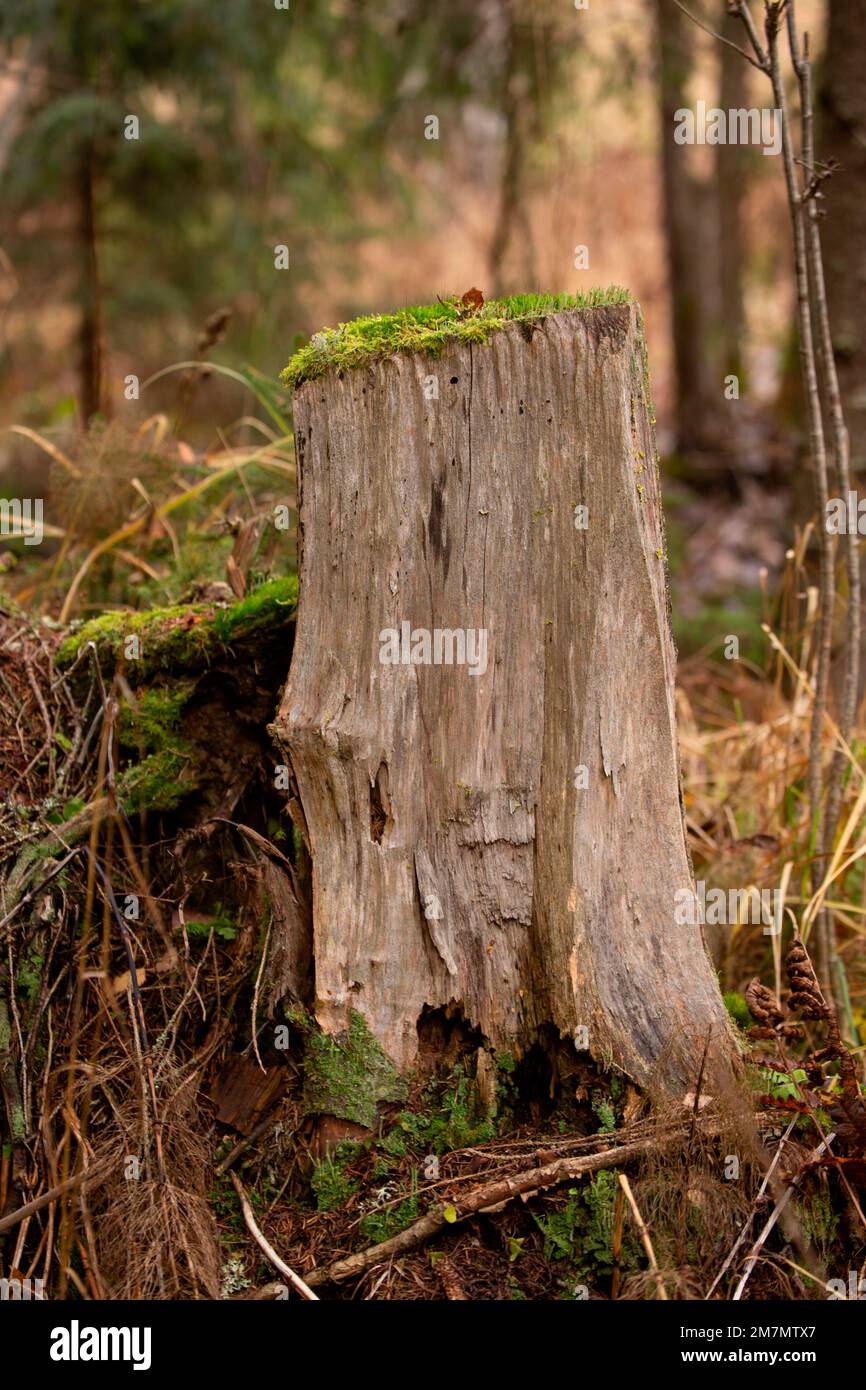 Baumstumpf splitten, alter Wald, Herbst, Finnland Stockfoto