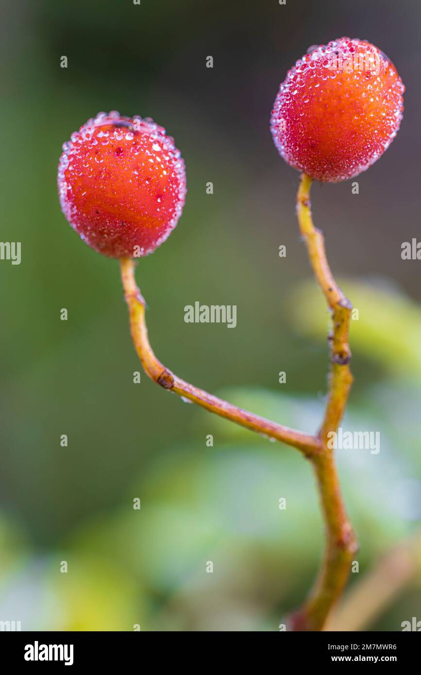 Rowan Beeren, Rowan, Sorbus aucuparia, Rosenfamilie, Tautropfen Stockfoto