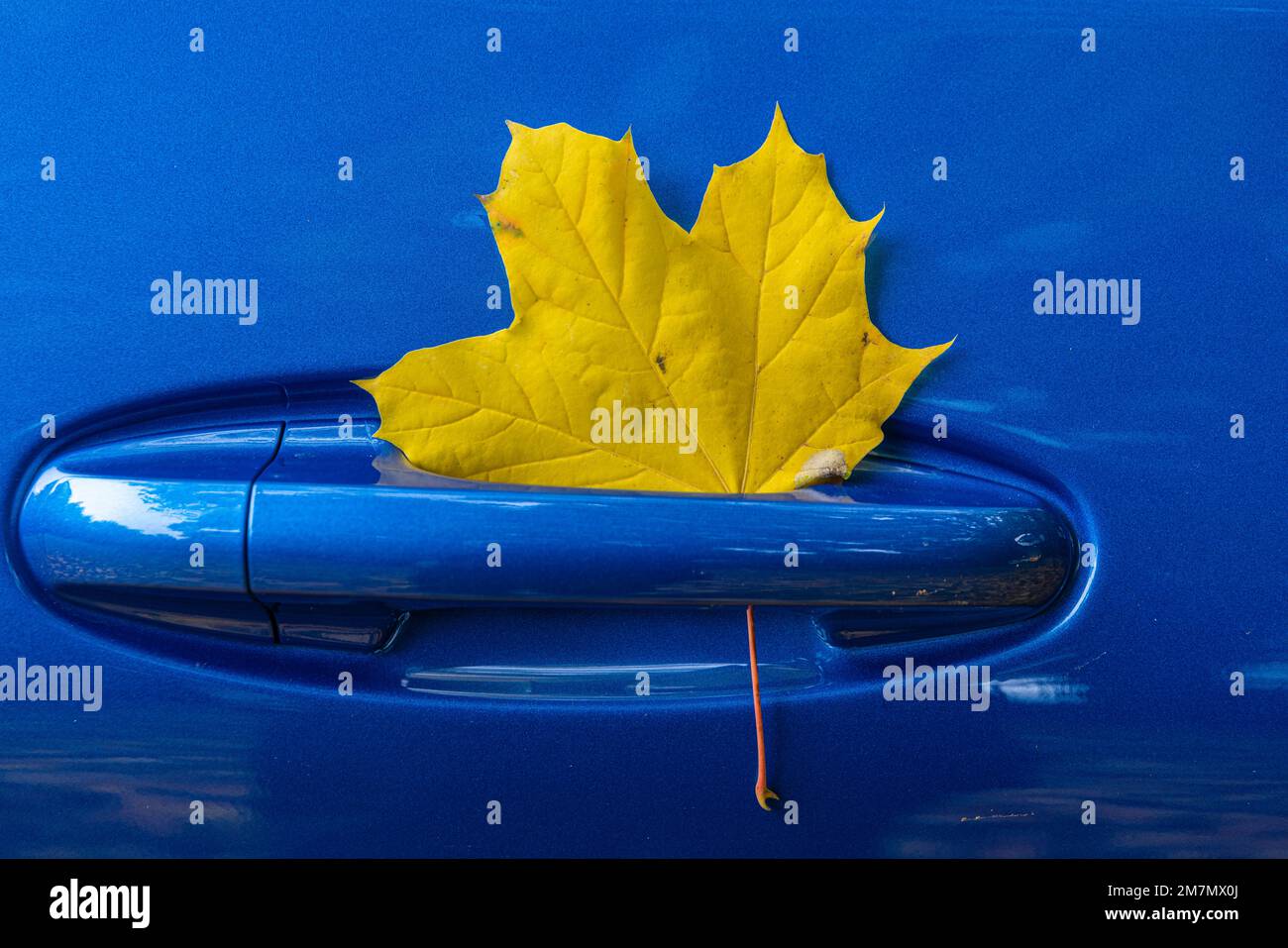 Herbstblatt an der Autotür Stockfoto