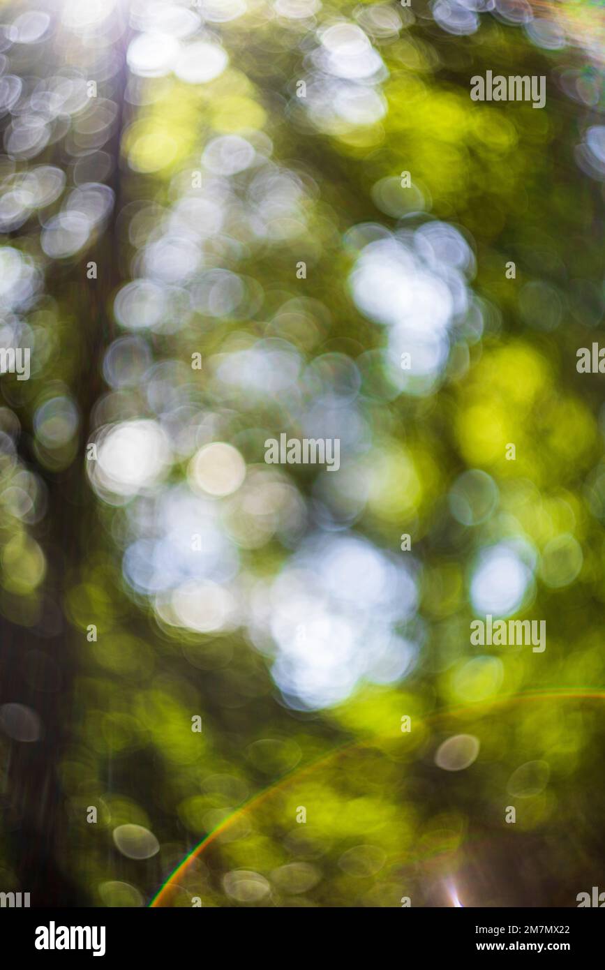 Defokussierte abstrakte Natur Hintergrund mit Blättern und Bokeh Lichter aus natürlichem Wald Stockfoto