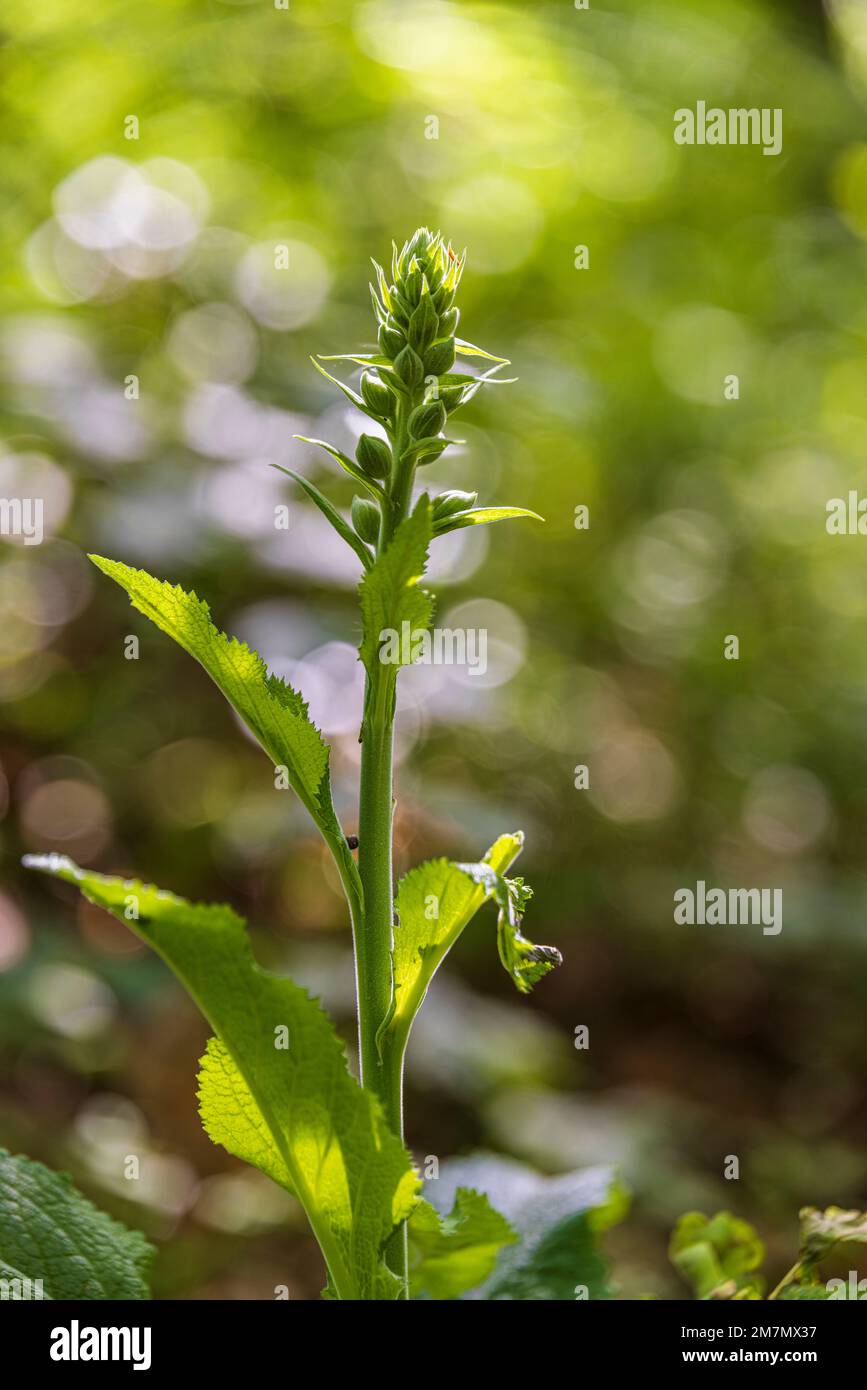 Fuchshandschuhe wachsen wild im Wald, Digitalis, Bokeh Stockfoto