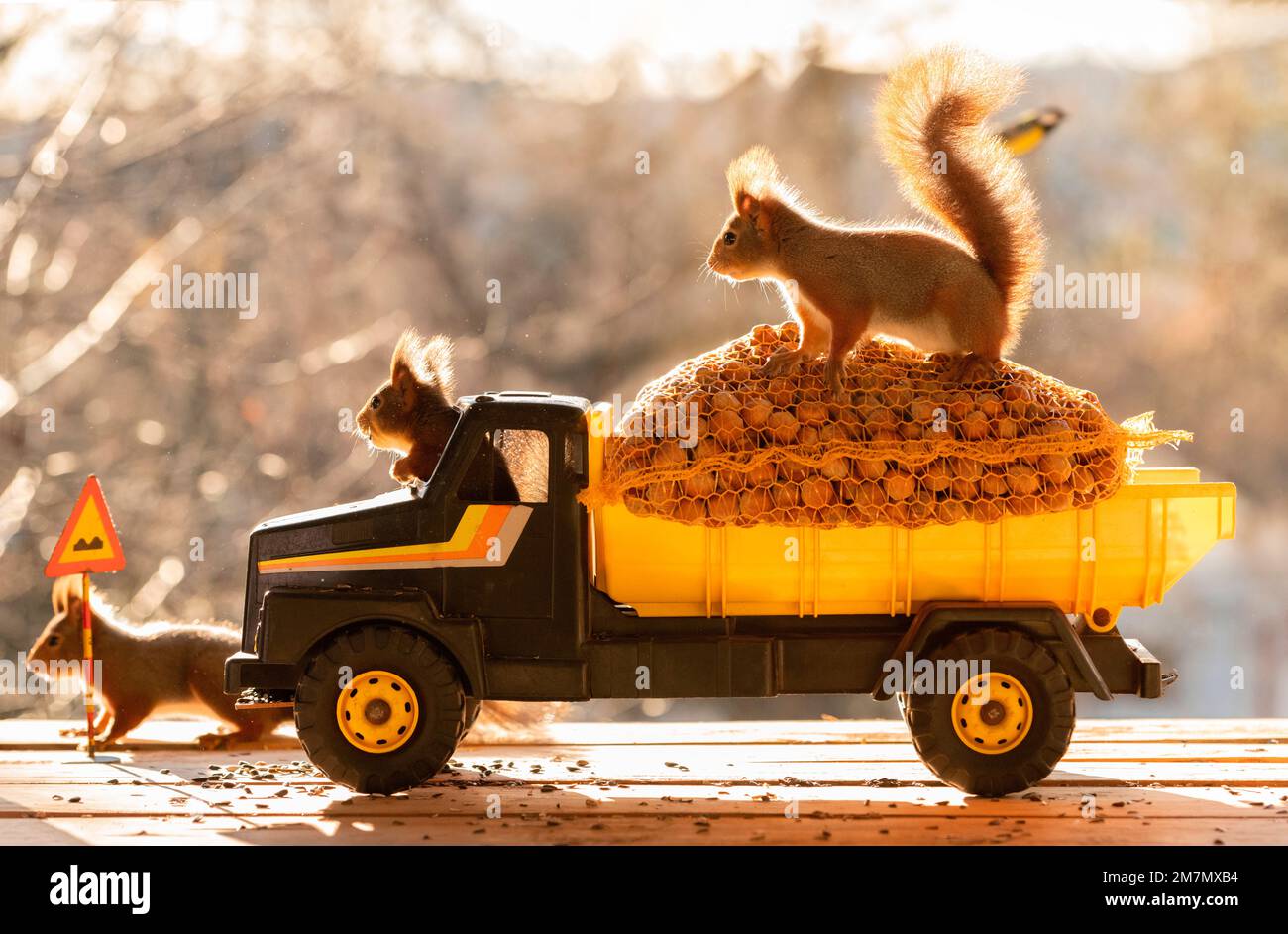 Rote Eichhörnchen in und auf einem Lastwagen mit Haselnüssen Stockfoto