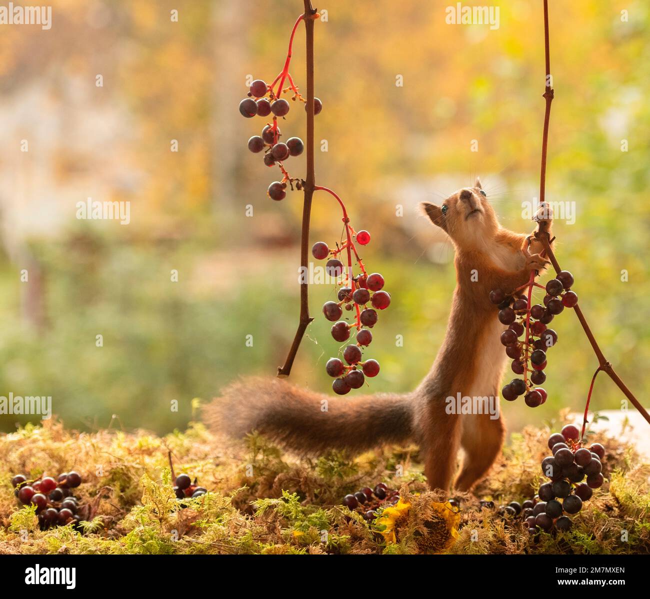 Rotes Eichhörnchen mit Traubenzweigen Stockfoto