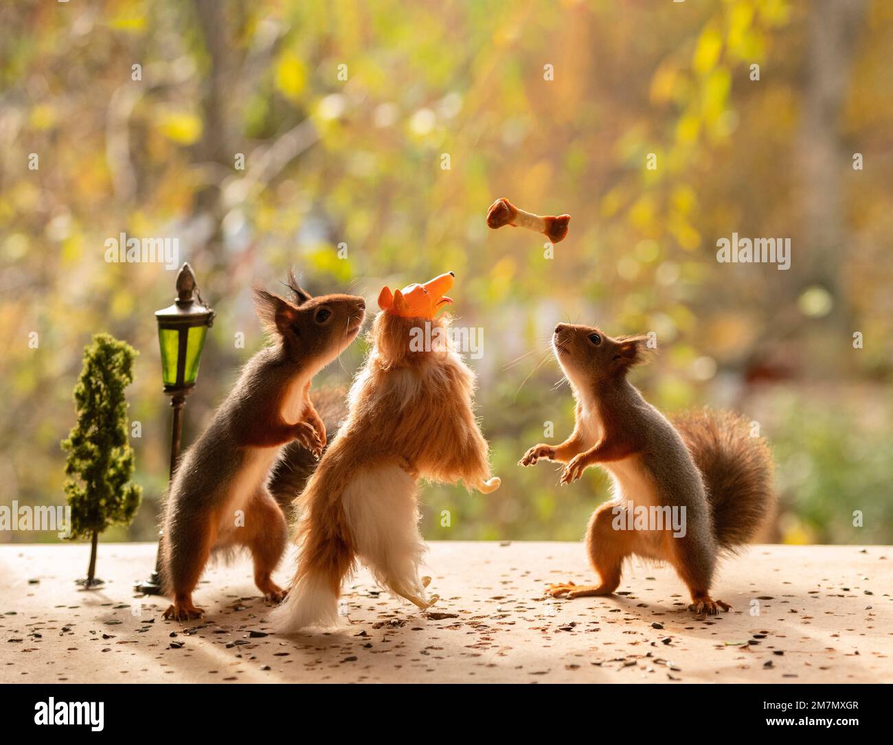 Rote Eichhörnchen mit einem Miniaturhund und einem Knochen Stockfoto