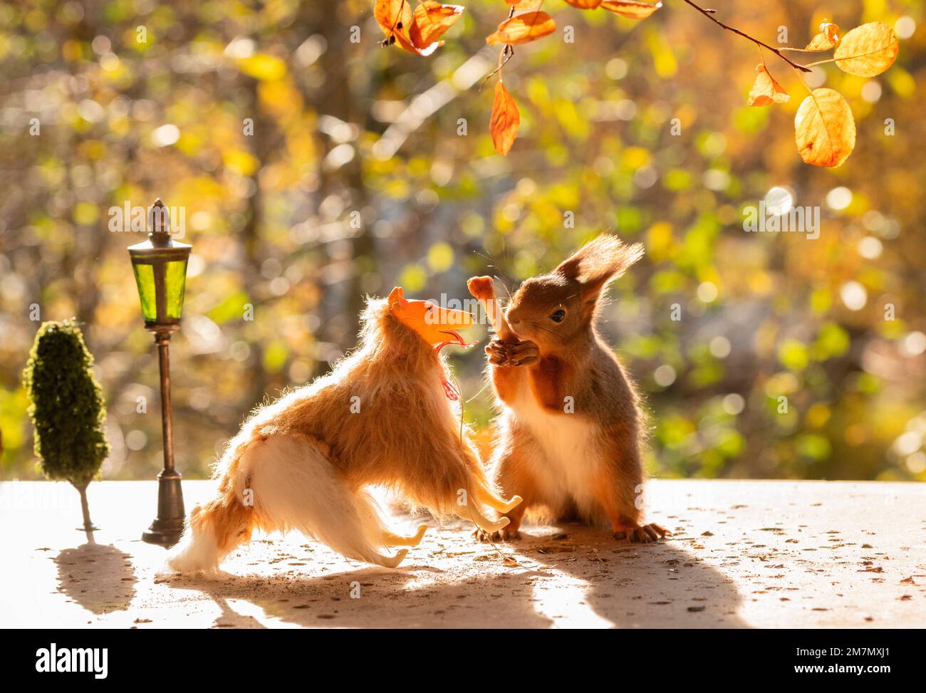 Rotes Eichhörnchen mit einem Miniaturhund und einem Knochen Stockfoto