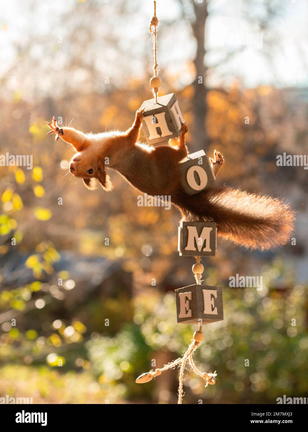 Rotes Eichhörnchen Standseil mit Buchstabenblöcken mit Wort zu Hause Stockfoto