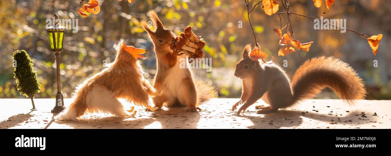 Rote Eichhörnchen mit einem Miniaturhund und Knochen Stockfoto