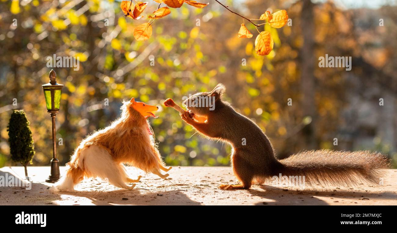 Rote Eichhörnchen mit einem Miniaturhund und einem Knochen Stockfoto