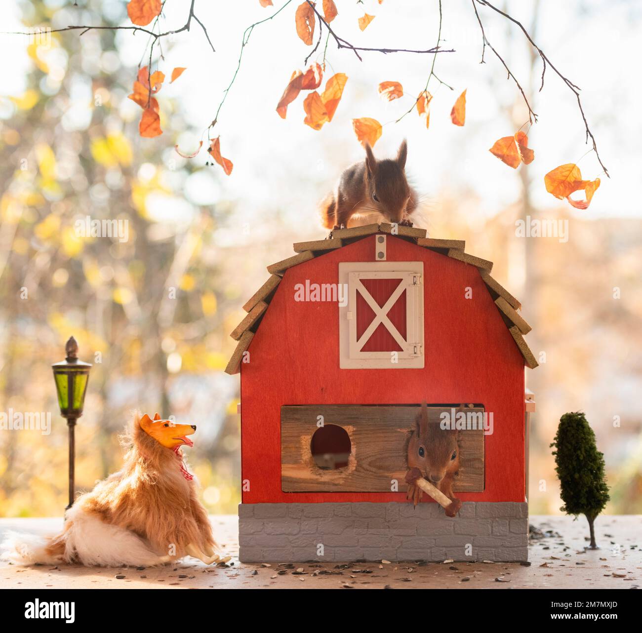 Rote Eichhörnchen mit einem Miniaturhund und Haus Stockfoto