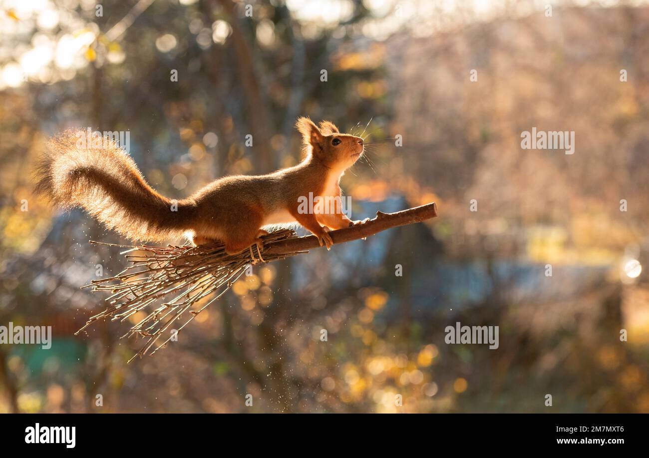 Rotes Eichhörnchen steht auf einem Besen Stockfoto