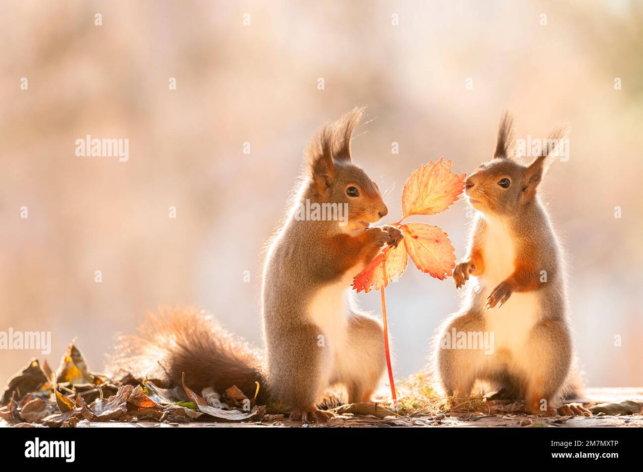 Rote Eichhörnchen stehen mit einem Blatt Stockfoto