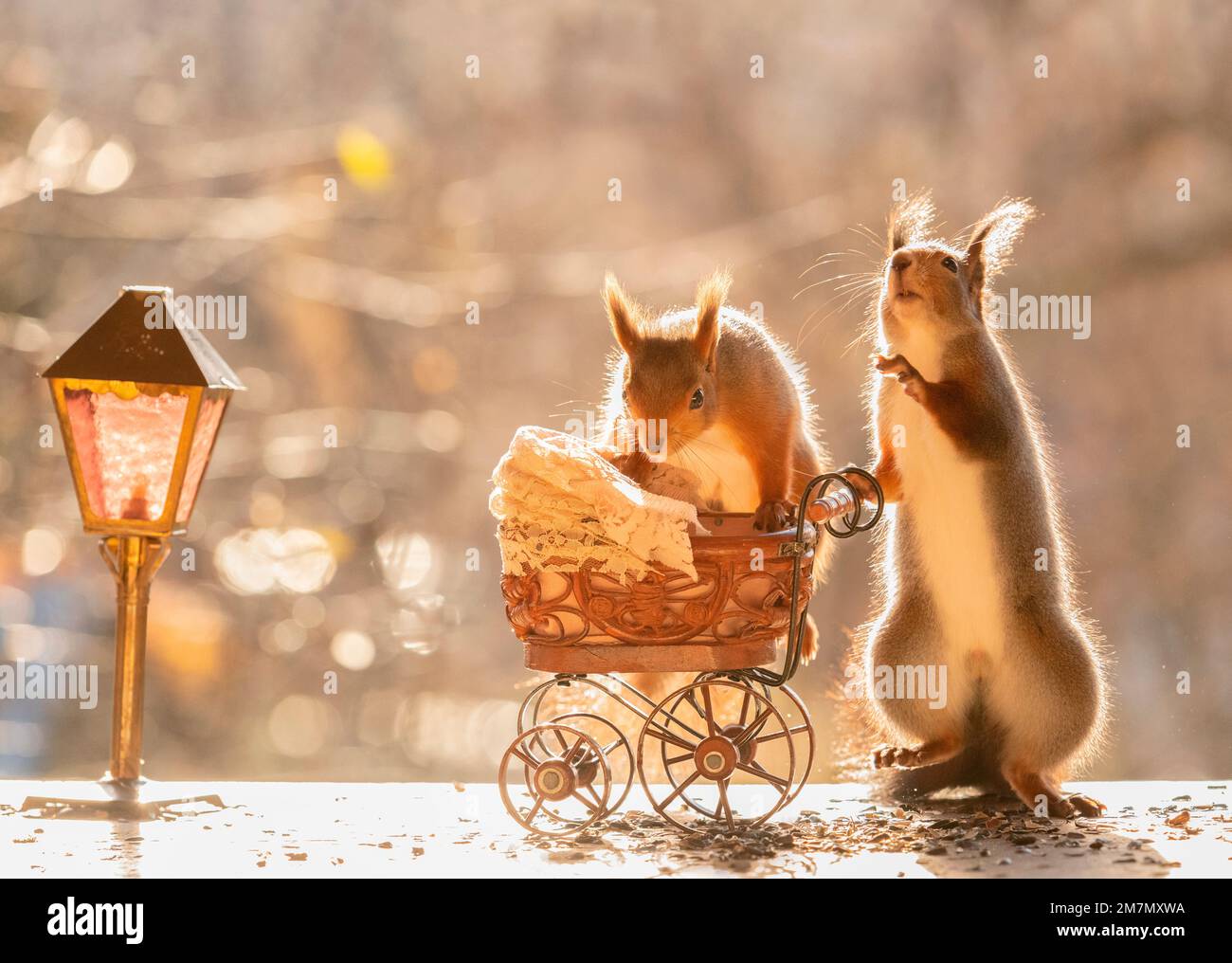 Rote Eichhörnchen mit Kinderwagen und Lampe Stockfoto