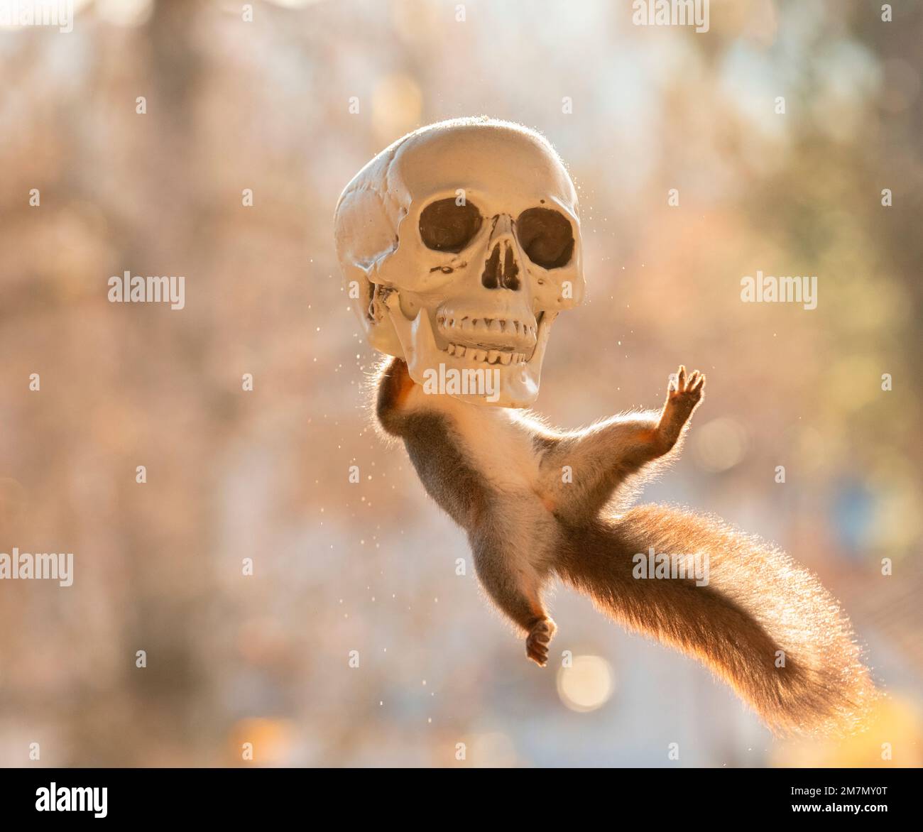 Rotes Eichhörnchen mit einem Skelettkopf Stockfoto